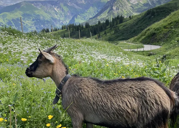 Bergpanorama, Sauna, Balkon, Inkl Bergbahn, Alpenjuwel *